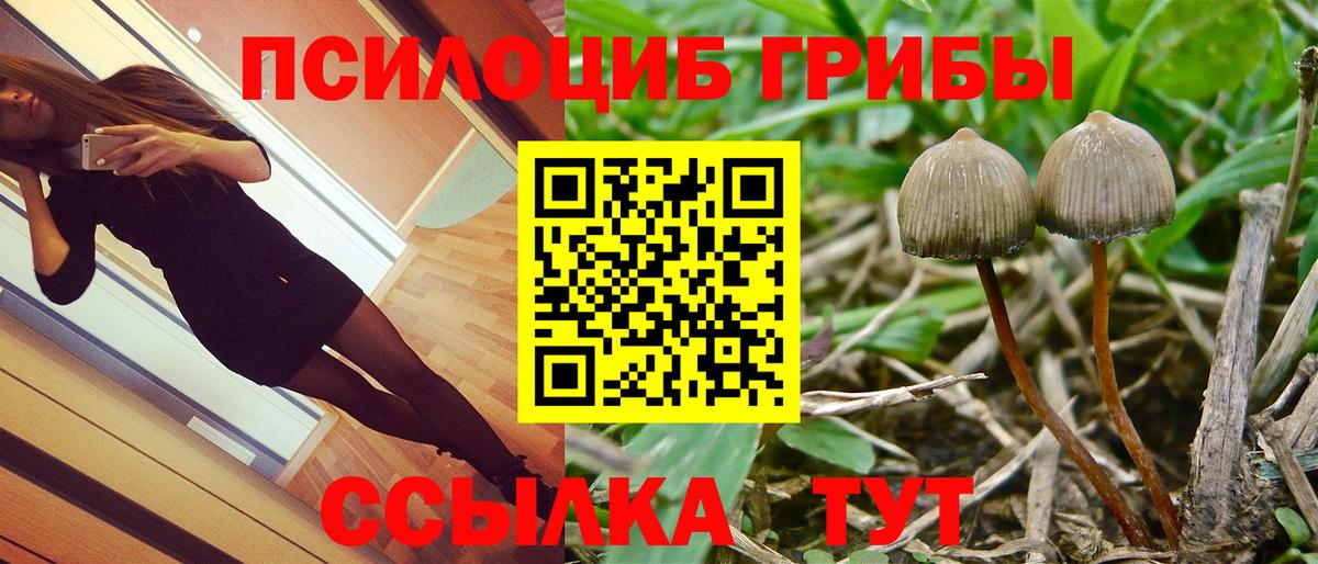 Галлюциногенные грибы Psilocybe Димитровград